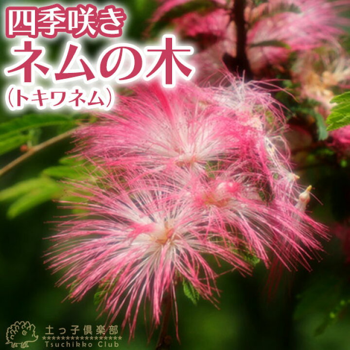 楽天市場】四季咲きネムの木（ トキワネム ）15cmポット苗 : 花と緑の