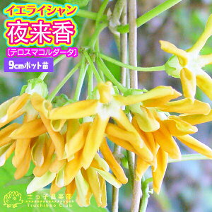 CGCV i 闈 j k eX}R_[^ l 9cm|bgc@c c Ԗ  yqy