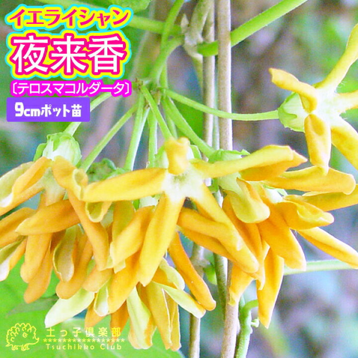 楽天市場 イエライシャン 夜来香 テロスマコルダータ 9cmポット苗 花と緑の専門店 土っ子倶楽部