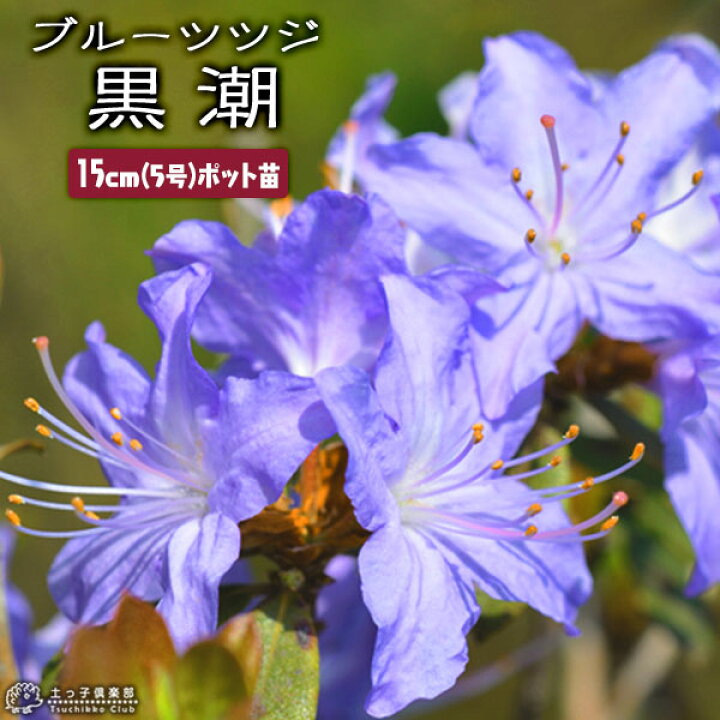 楽天市場 花芽付き ブルーツツジ 黒潮 クロシオ 15cmポット苗木 ミニシャクナゲ 花と緑の専門店 土っ子倶楽部