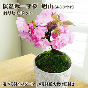 ~ ˍ R (Ђ) INqg|bg Iׂ锫9p^[ 4A 󂯎Mt yz