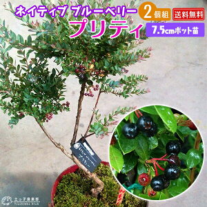 lCeBuu[x[ w veB x 7.5cm|bgc y 2ZbgzlCeBuu[x[ c c ʎ  ^ 쐶 쐶 i u[x[̕c A x_  A ƒ؉ 