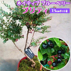 lCeBu u[x[ w veB x 7.5cm|bgc lCeBuu[x[ c c ʎ  ^ 쐶 쐶 i u[x[̕c A V{c[ yqy
