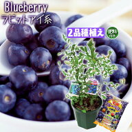 ブルーベリー 『 ラビットアイ系 2品種 植え 』 8号スリット鉢 【 ブルーベリーの肥料 プレゼント！】 苗…
