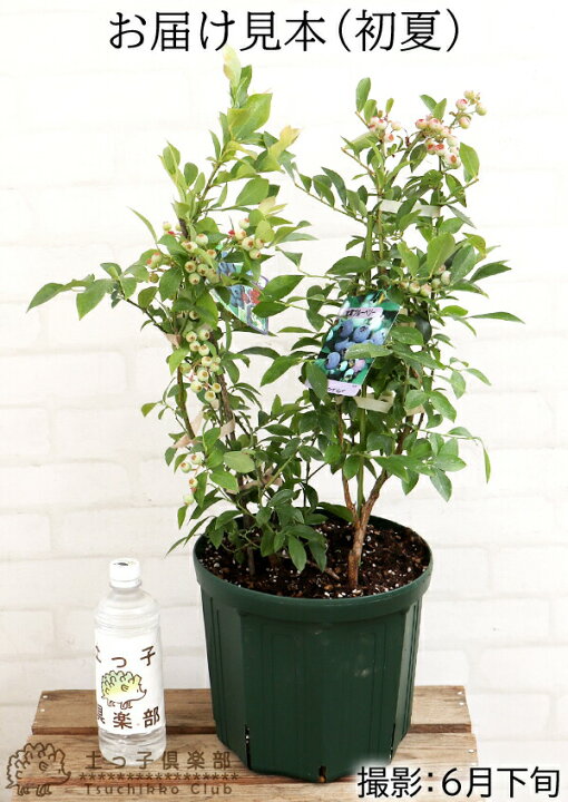 有名な 大人気 2種類の植物の種のおまけ付き レウコフィルム入荷 入荷しま