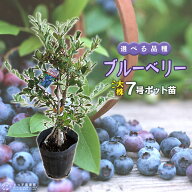 ブルーベリー （ 5年生 ） 7号ポット苗木 大苗 【 選べる品種 】（全20種） 苗 苗木 果樹 ラビットアイ …