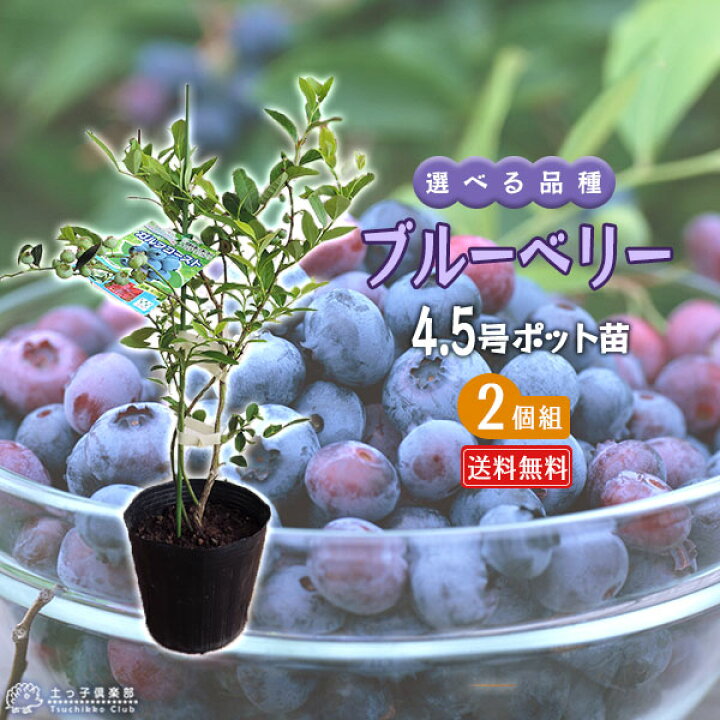 楽天市場】ブルーベリー 苗木 （ 3年生 ） 4.5号ポット苗 【 送料無料 