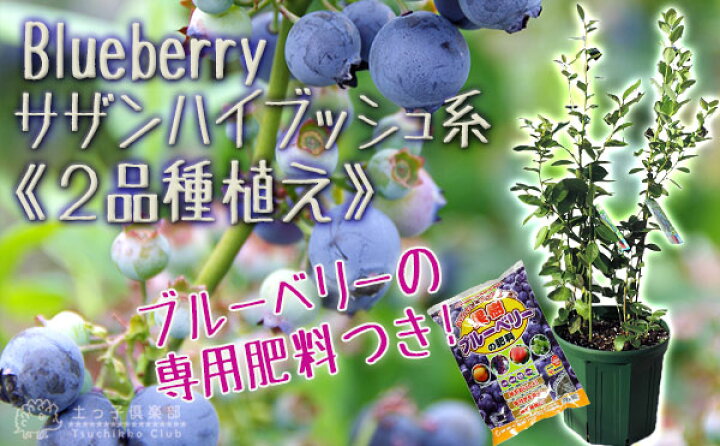 予約商品 早割価格 の ブルーベリー 土 ２種 苗木 セット 鉢底石 栽培 サザンハイブッシュ系 肥料