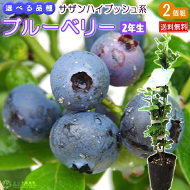 ブルーベリー 『 サザンハイブッシュ系 』 （ 2年生 ） 3.5号ポット苗 【 2個セット 】 選べる 品種 苗 苗木 果樹 サザンハイブッシュ 品種 ブルーベリーの苗 2品種以上植えがおすすめ 鉢植え 2年生苗 家庭果樹 シンボルツリー 贈答 プレゼント 送料無料 土っ子倶楽部