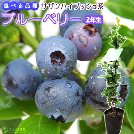楽天市場 常緑 低木 種類 植物 ブルーベリー の通販