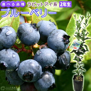 u[x[ w rbgACn x i 2N j 3.5|bgc y Iׂi z c c rbgAC i u[x[̕c A 3Nc yqy