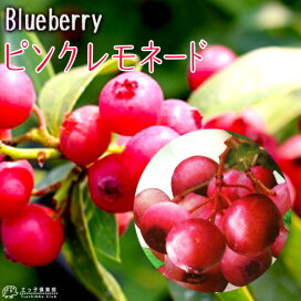 bb-142_1-19-1.jpg?fitin=272:272