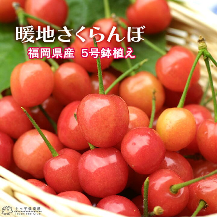 楽天市場 1本でなる 暖地さくらんぼ 5号鉢植え 今期収穫ok 花と緑の専門店 土っ子倶楽部