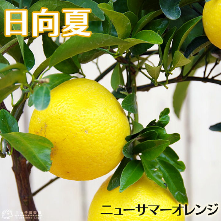 楽天市場】日向夏 （ ニューサマーオレンジ ） 15cmポット接木苗 苗 