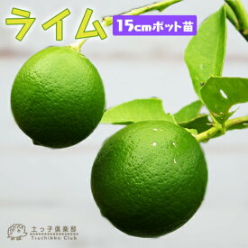 楽天市場 ライム 鉢植えの通販
