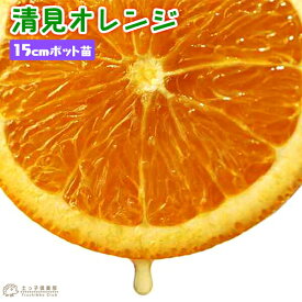 清見オレンジ 接ぎ木15cmポット苗