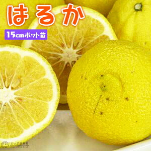 ͂邩 15cm|bgږؕc c c ڂ ݂ k A ʎ ʎc   x_  A ƒʎ yqy