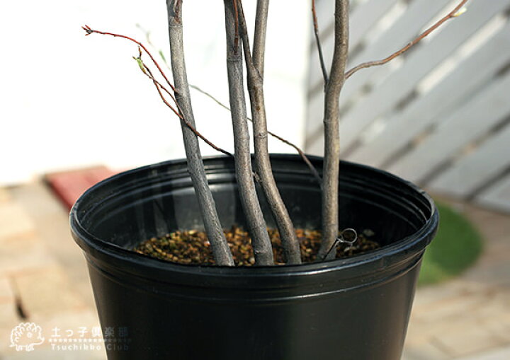 新品即決 ジューンベリー 西洋ザイフリボク 10 5cmポット苗 Shipsctc Org