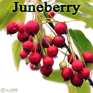 W[x[ i mUCt{N j 10.5cm|bgc ʎ CObVK[f c c x[    yqy