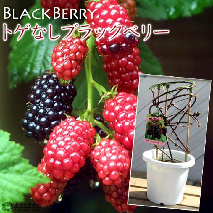 楽天市場 トゲなし ブラックベリー ソーンフリー 6号鉢植え あんどん仕立て 今季収穫ok 花と緑の専門店 土っ子倶楽部