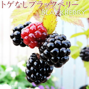 gQȂ ubNx[ w \[t[ x 9cm|bgc y 2Zbg z ƂȂubNx[ ƂȂ LC`S  Yx[ c c x[ yqy