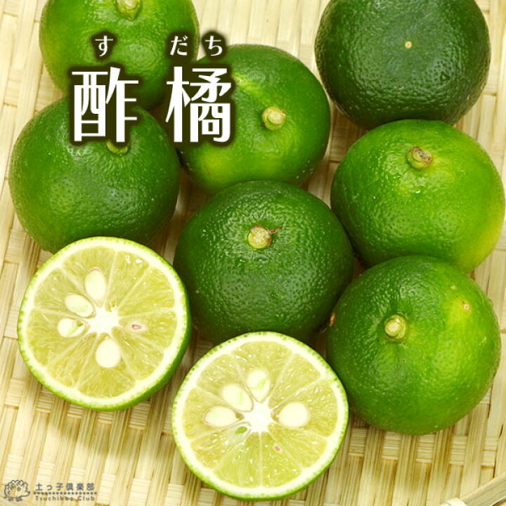 楽天市場 スダチ 15cmポット接木苗 花と緑の専門店 土っ子倶楽部