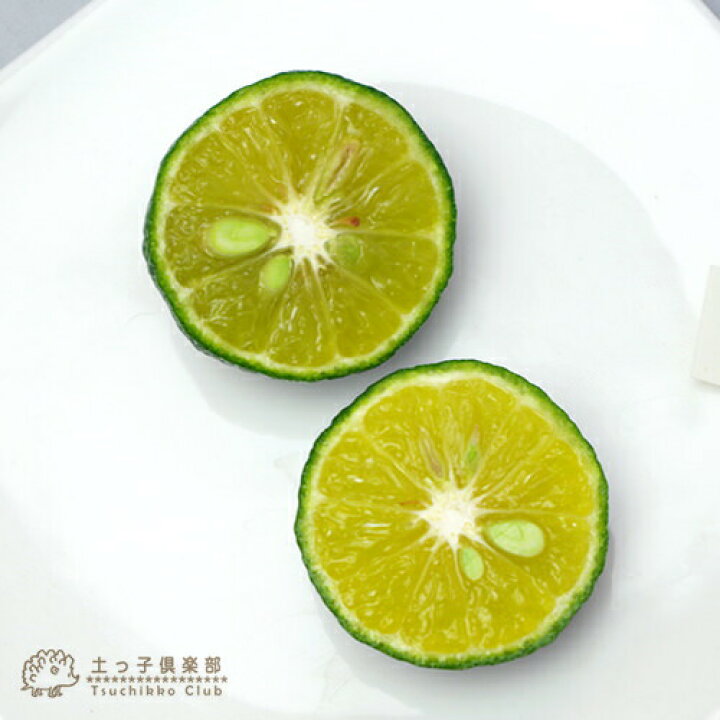 大切な人へのギフト探し 平兵衛酢 ヘベス 15cmポット 接ぎ木苗 Shipsctc Org 大切な人へのギフト探し 平兵衛酢 ヘベス 15cmポット 接ぎ木苗 Shipsctc Org