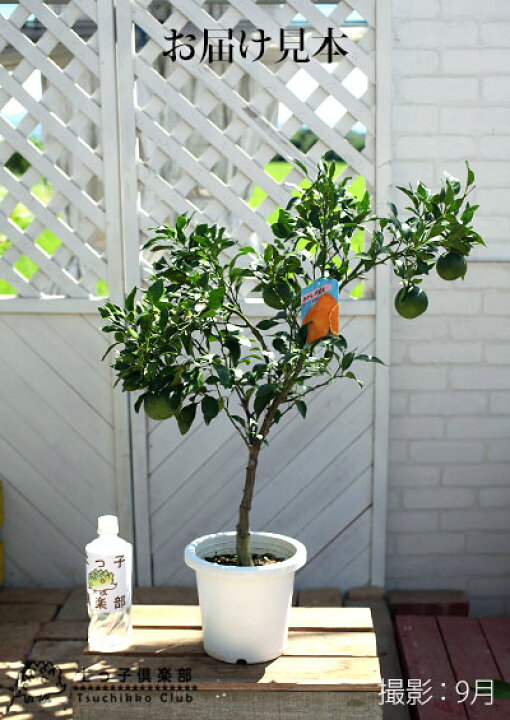 楽天市場 実付き デコポン 不知火 しらぬい 接ぎ木 6号鉢植え 1個なり 花と緑の専門店 土っ子倶楽部