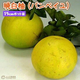 晩白柚 （ バンペイユ ） 15cmポット接木苗