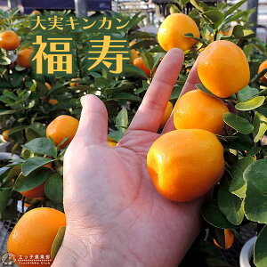 LJ i  j 15cm|bgږؕc c c ڂ LJ j k A ʎ ʎc   x_  A ƒʎ yqy