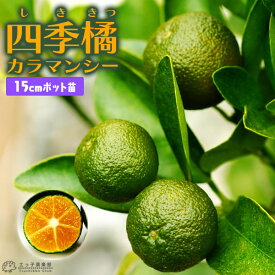 四季橘 『 カラマンシー 』 2年生 15cmポット接木苗 （ 四季柑 ）