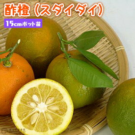 酢橙 （ スダイダイ ） 15cmポット接木苗