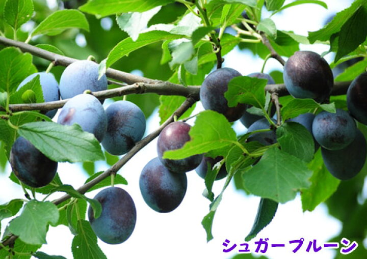楽天市場 プルーン シュガープルーン セイヨウスモモ 15cmポット 接木苗 花と緑の専門店 土っ子倶楽部