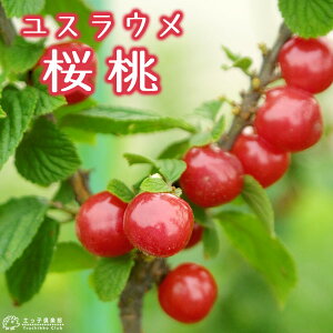 ���X���E���@15cm�|�b�g�ږؕc