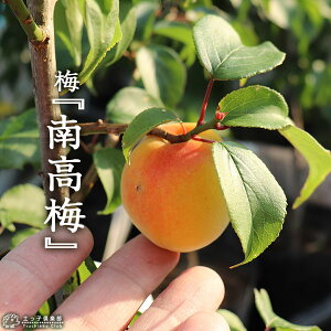 ~ w 썂 xiREE 15cm|bgږؕc