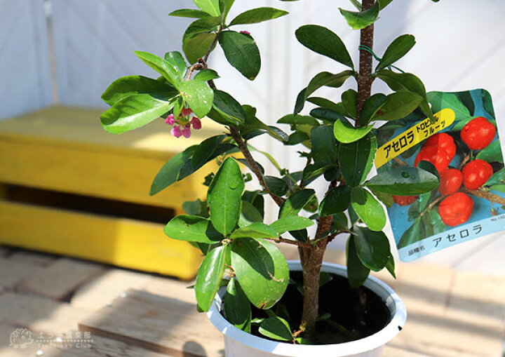 楽天市場 アセロラの木 4号鉢植え 花と緑の専門店 土っ子倶楽部