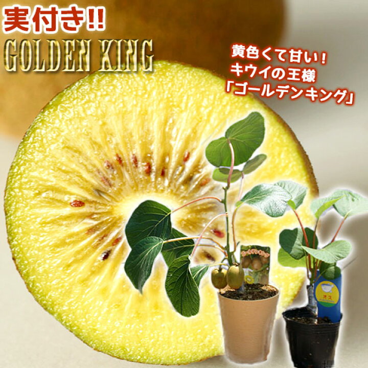 楽天市場 実付き キウイフルーツ ゴールデンキング 4号鉢 オス木付き 実付き1個なり 花と緑の専門店 土っ子倶楽部