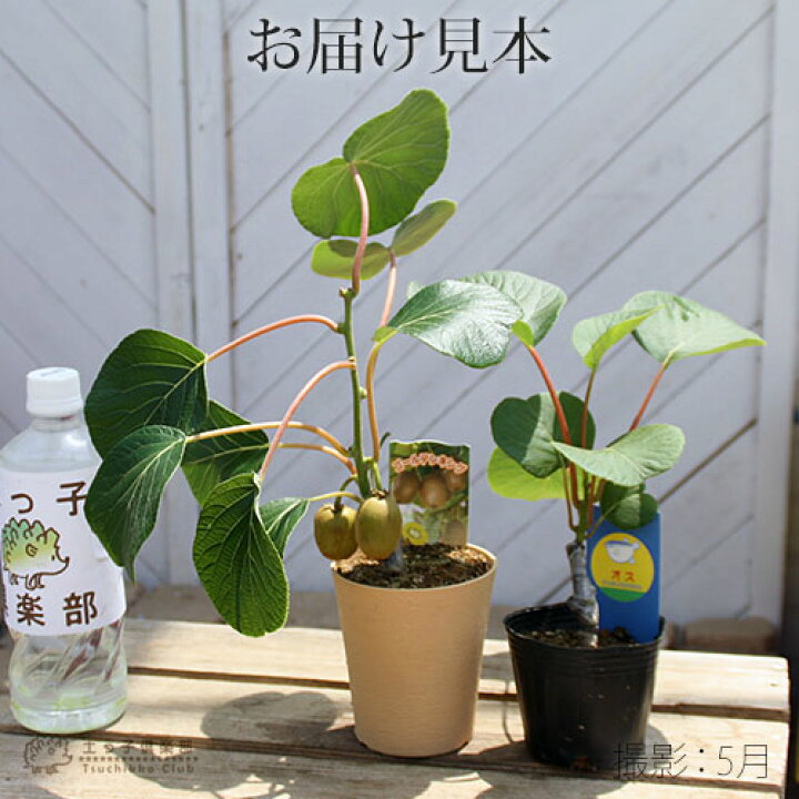 楽天市場 実付き キウイフルーツ ゴールデンキング 4号鉢 オス木付き 実付き1個なり 花と緑の専門店 土っ子倶楽部 楽天市場 実付き キウイフルーツ ゴールデンキング 4号鉢 オス木付き 実付き1個なり 花と緑の専門店 土っ子倶楽部