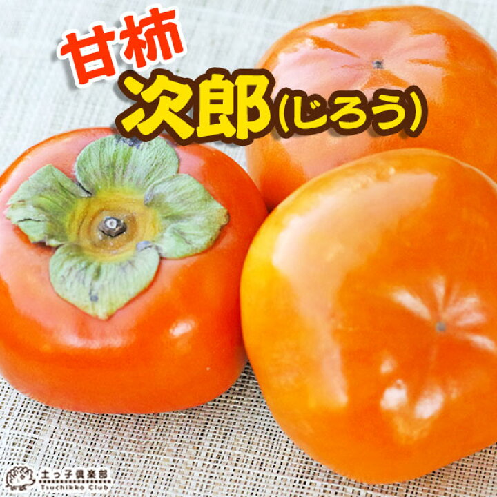 楽天市場 柿 甘柿 次郎 じろう 15cmポット苗 花と緑の専門店 土っ子倶楽部