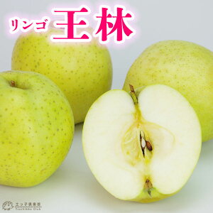 りんご 『 王林 ( おうりん ) 』 15cmポット苗 ( 黄リンゴ )