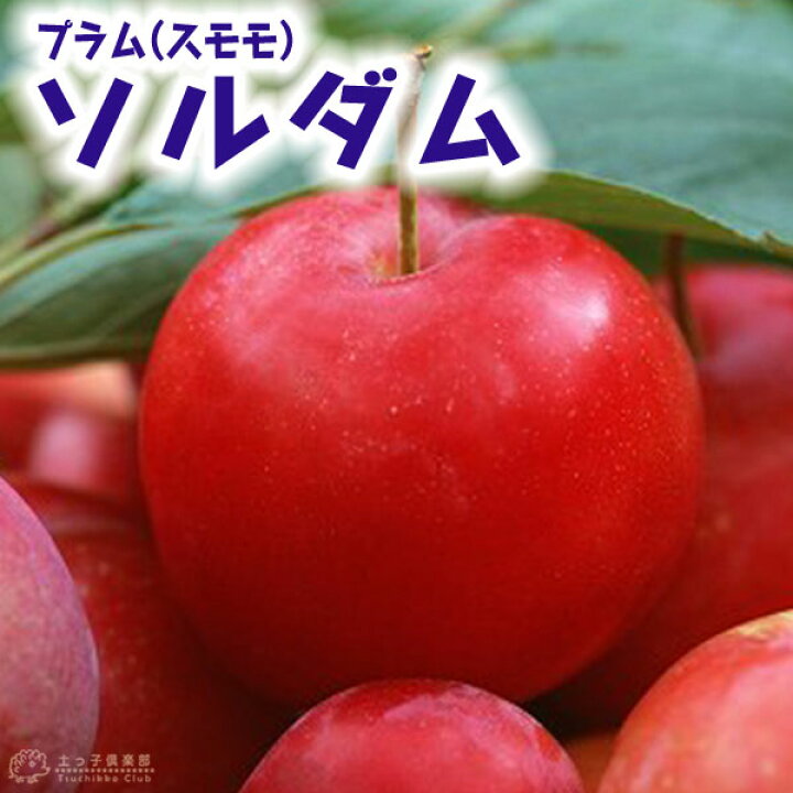 楽天市場 プラム スモモ ソルダム 15cmポット苗 花と緑の専門店 土っ子倶楽部