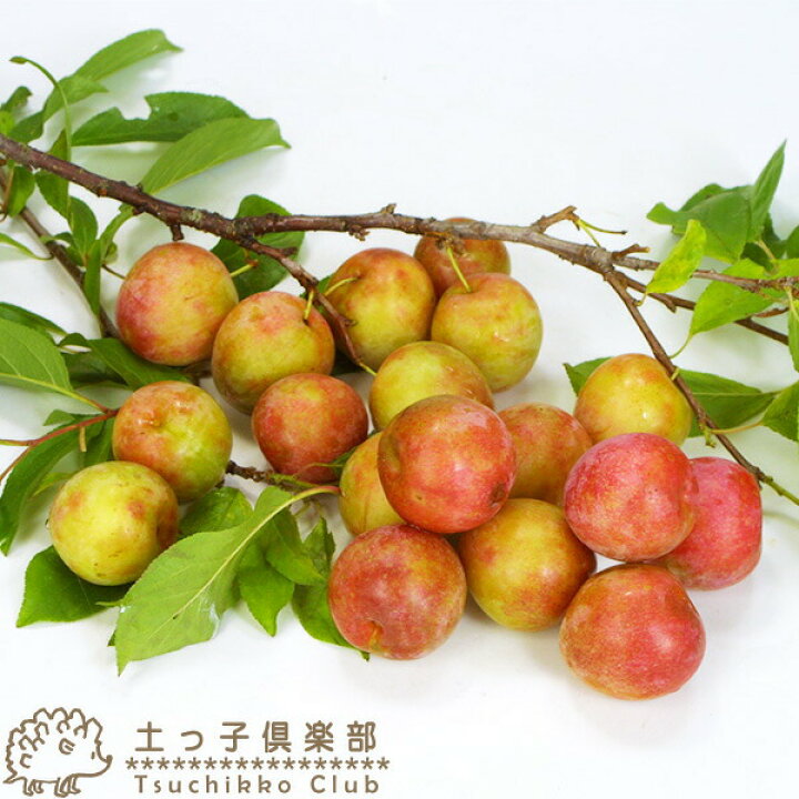 楽天市場 プラム スモモ ソルダム 15cmポット苗 花と緑の専門店 土っ子倶楽部