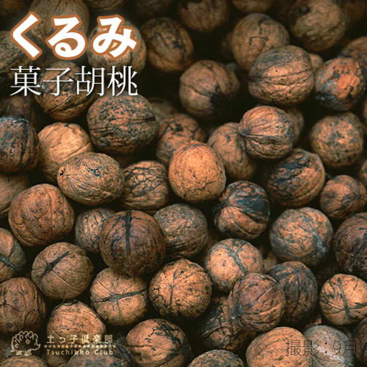 楽天市場 くるみ 胡桃 菓子クルミ 15cmポット 苗木 花と緑の専門店 土っ子倶楽部