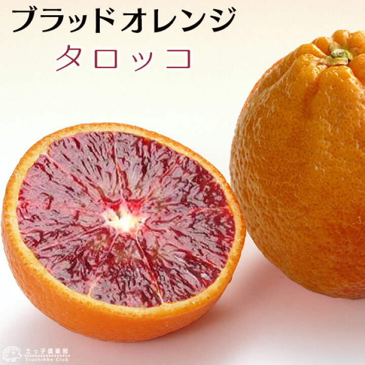 楽天市場 ブラッドオレンジ タロッコ 13 5cmポット接木苗 珍種 花と緑の専門店 土っ子倶楽部