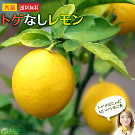 トゲなしレモン　8号鉢植え 接ぎ木苗 【 送料無料 】 大苗