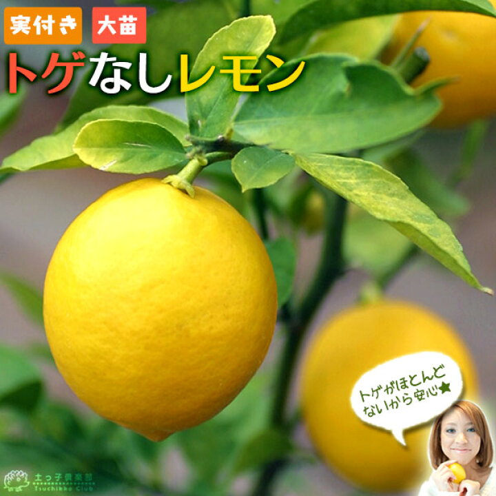 楽天市場】《 実付き 》 レモンの木 『 トゲなしレモン 』 接ぎ木 大苗 