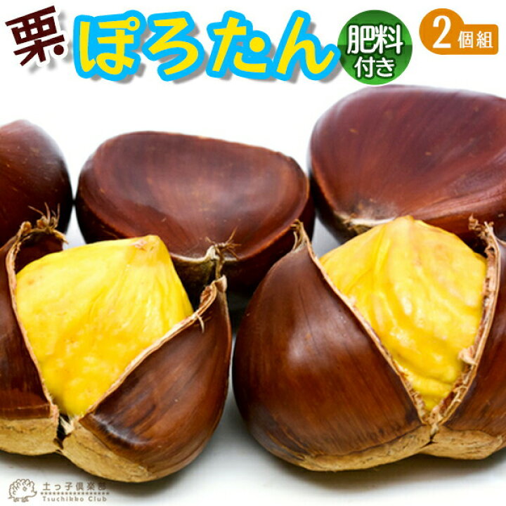 楽天市場】栗 『 ぽろたん 』 セット （ 2品種組 ） 肥料付き!! : 花と 