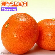 極早生温州　15cmポット接木苗 苗 苗木 接ぎ木 みかん 柑橘 植木 果樹 果樹苗 鉢 自宅 ベランダ 鉢 鉢植…