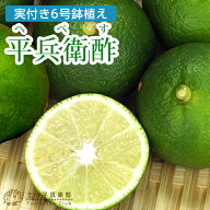 《実付き》 平兵衛酢 （ ヘベス ） 接ぎ木 6号鉢植え ※1〜2個なり へべす 柑橘 果樹 品種 苗 苗木 接ぎ…