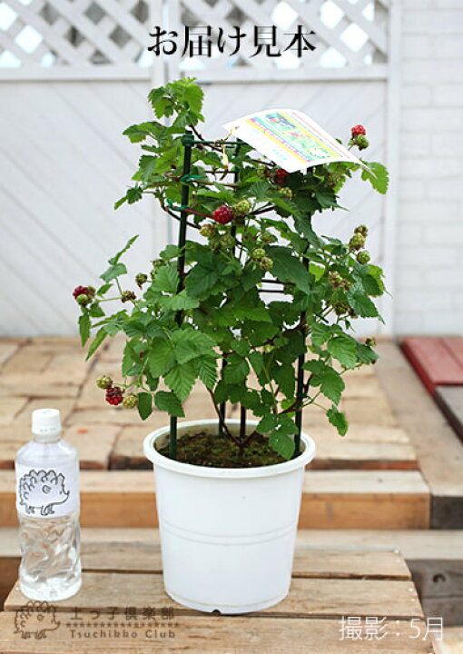 楽天市場 実付き トゲなし ブラックベリー ボイセンベリー 6号鉢植え あんどん仕立て ボイソンベリー 花と緑の専門店 土っ子倶楽部